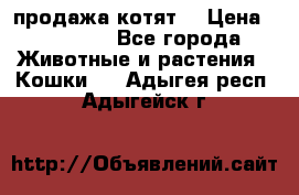 продажа котят  › Цена ­ 15 000 - Все города Животные и растения » Кошки   . Адыгея респ.,Адыгейск г.